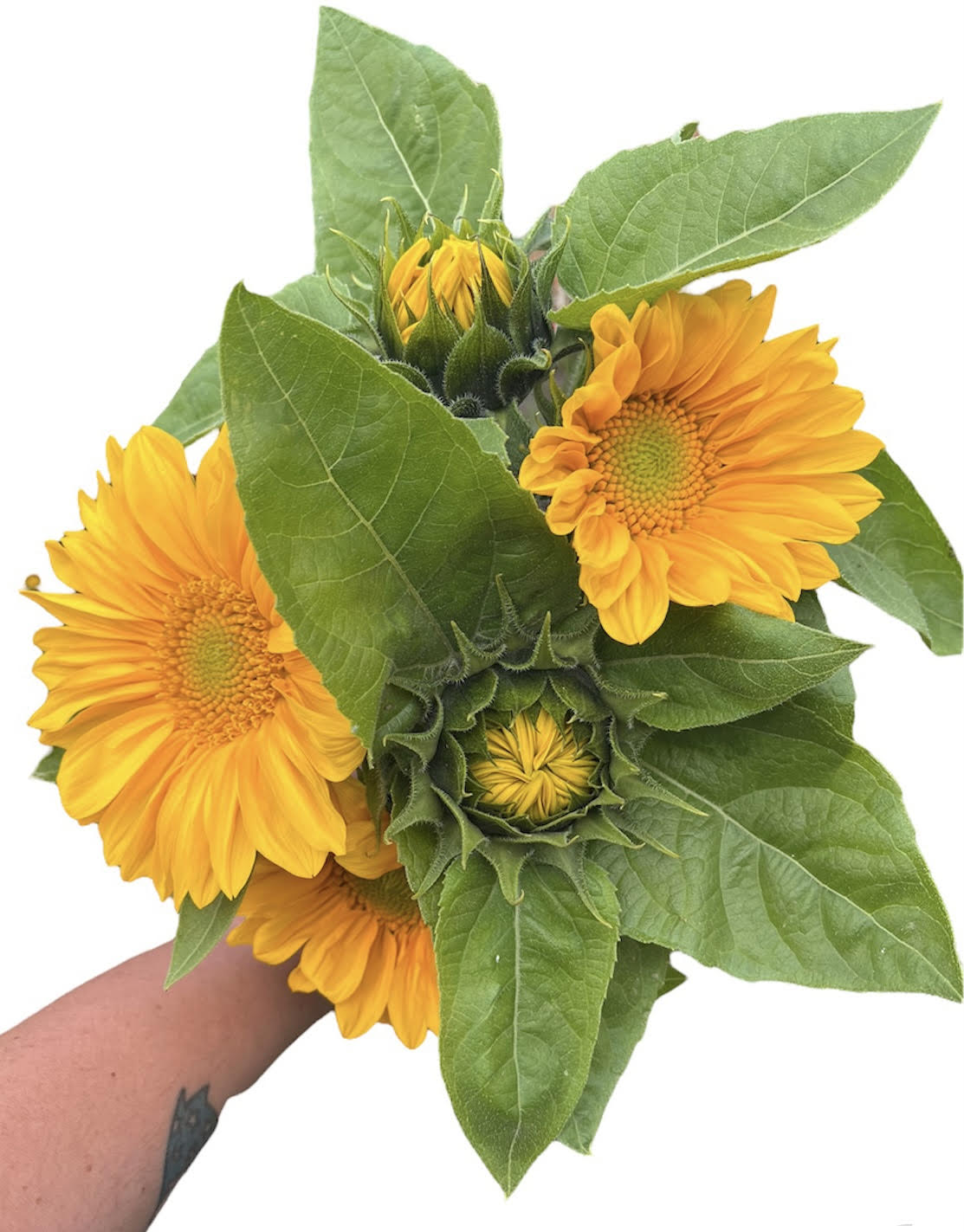 Local Sunflowers