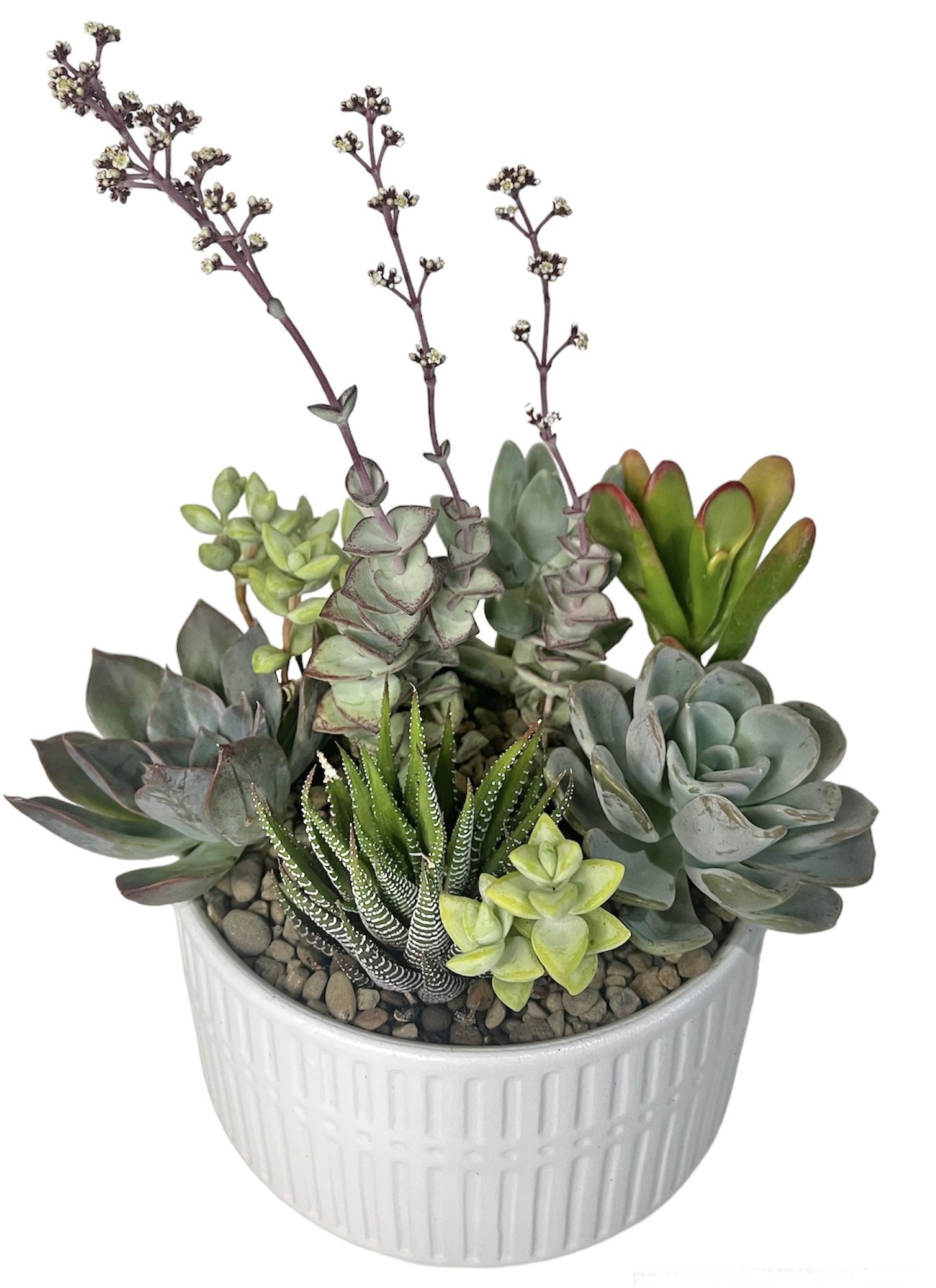 Succulent Garden