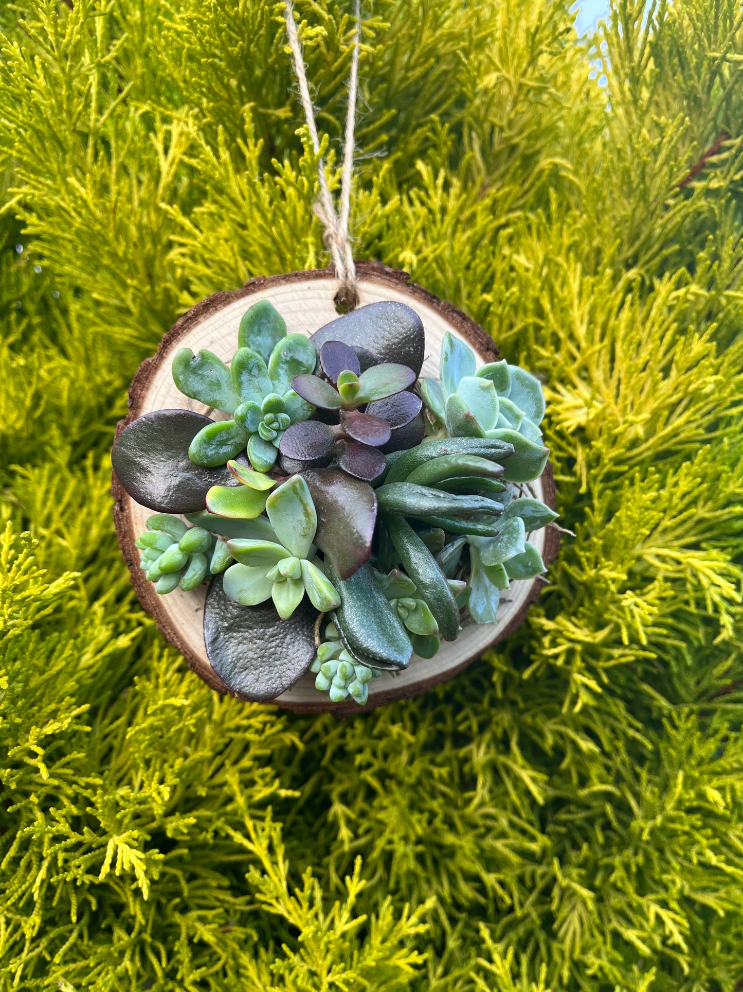 Succulent Ornament Pre-Order