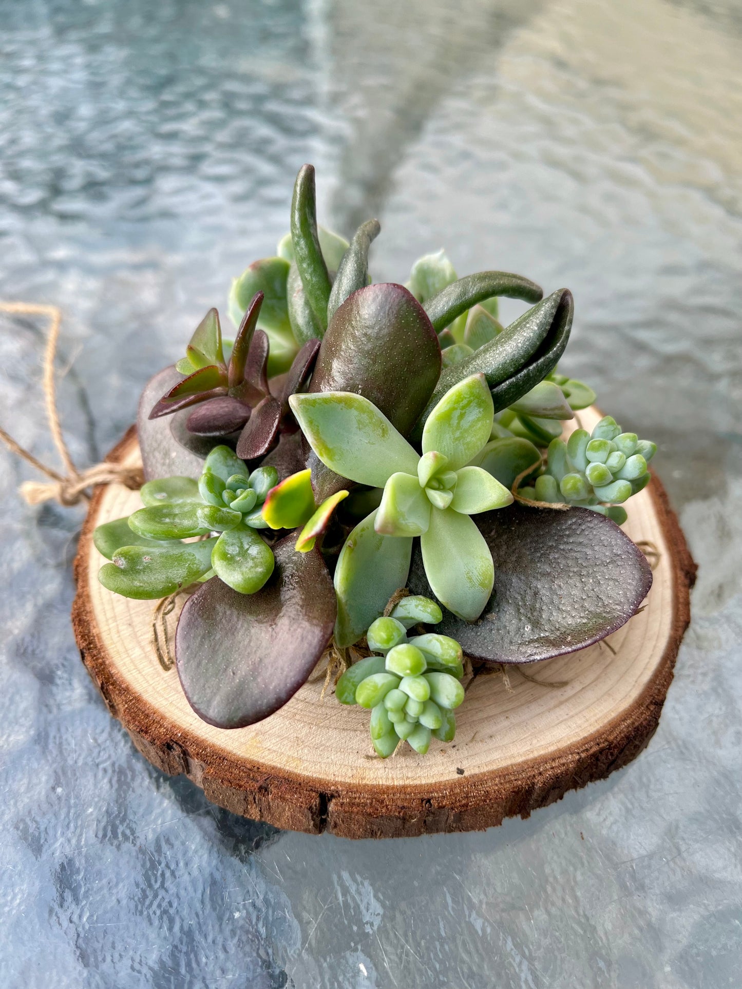 Succulent Ornament Pre-Order