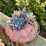Succulent Pumpkin