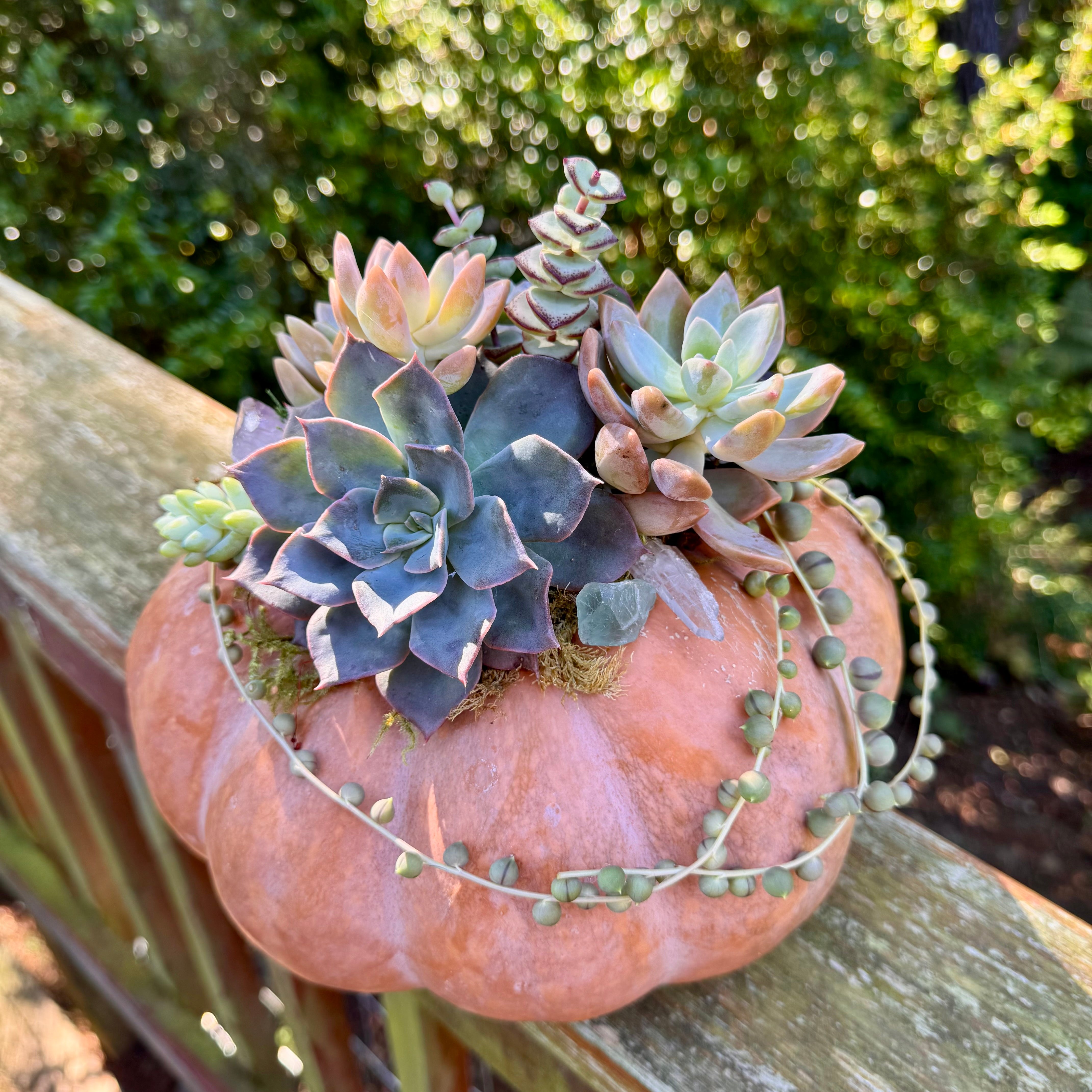 Succulent Pumpkin