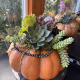 Succulent Pumpkin