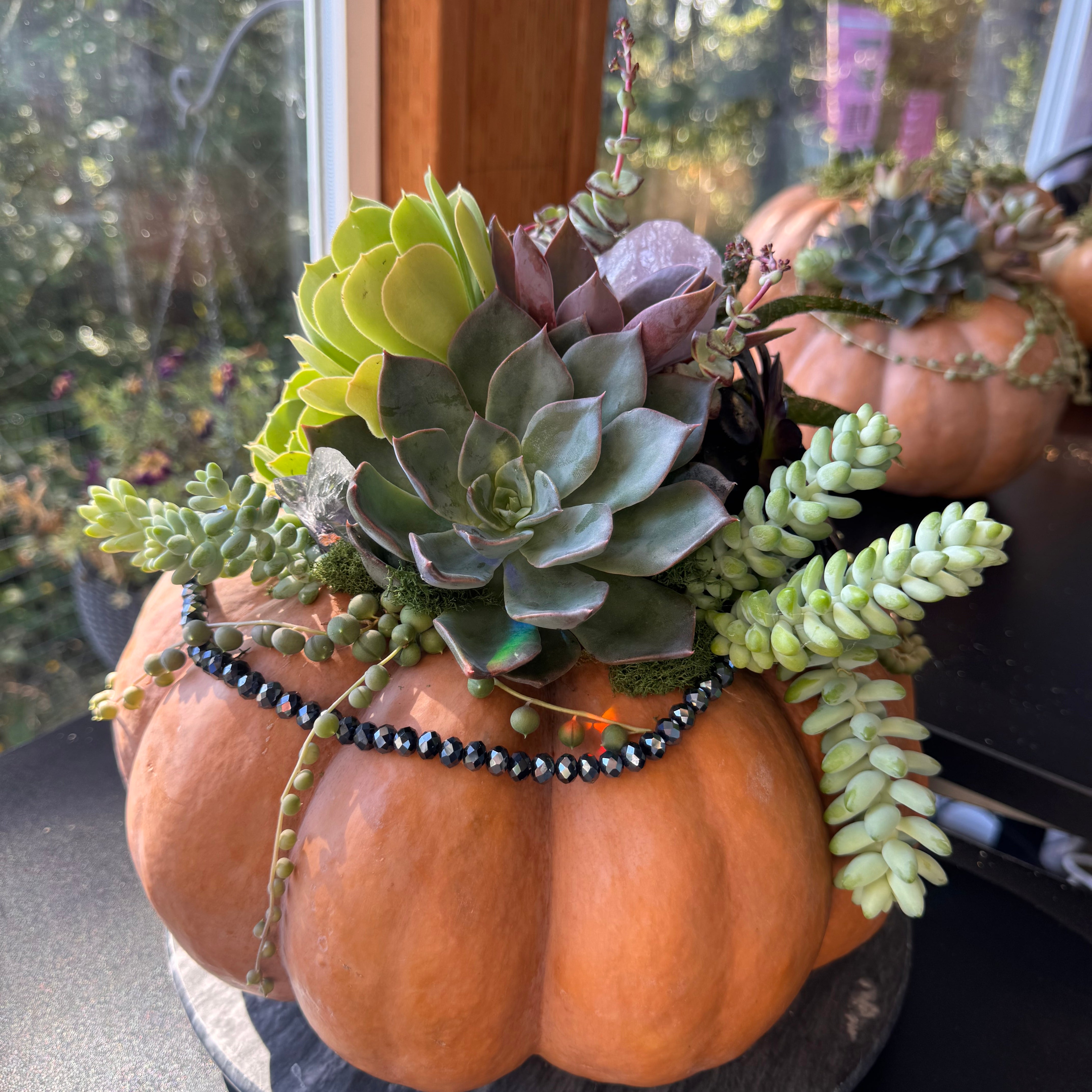 Succulent Pumpkin