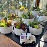 Succulent Garden