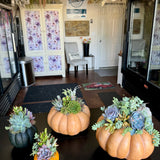 Succulent Pumpkin