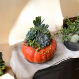Succulent Pumpkin