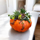 Succulent Pumpkin